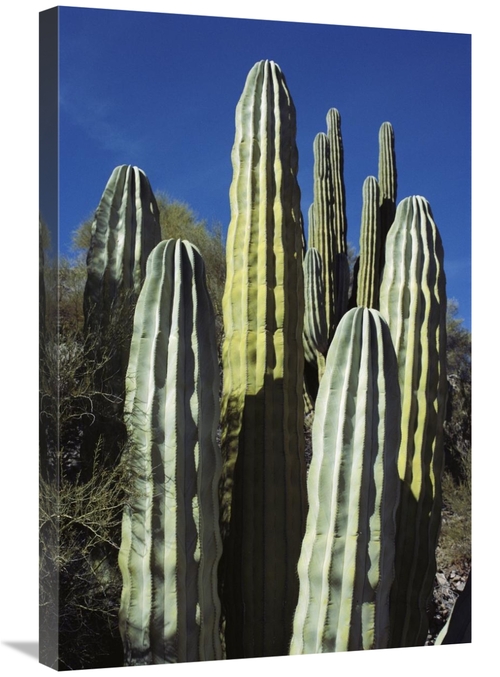 Global Gallery GCS-451712-2030-142 20 x 30 in. Cardon Cacti, Sea o