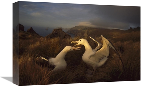 Global Gallery GCS-451826-1218-142 12 x 18 in. Southern Royal Albatros