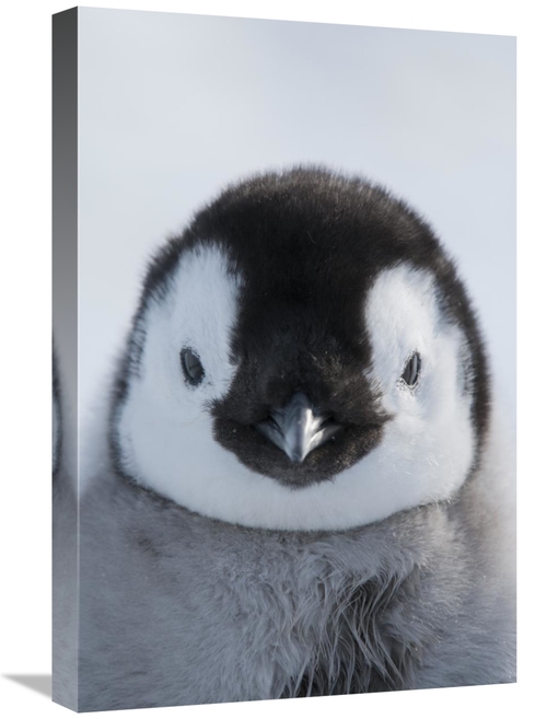 Global Gallery GCS-395611-1624-142 16 x 24 in. Emperor Penguin Chick&#