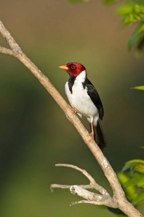 Panoramic Images PPI125243 Yellow-Billed cardinal on a branch  Three B