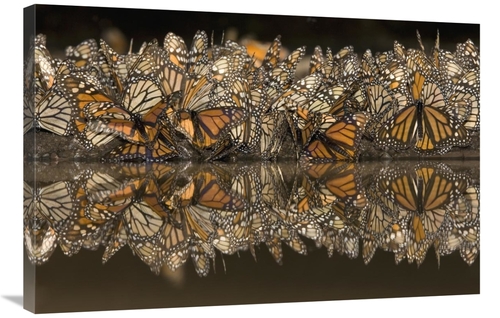 Global Gallery GCS-395365-2436-142 24 x 36 in. Monarch Butterflies Gat