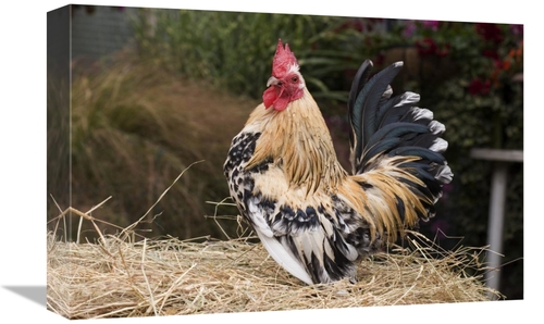 Global Gallery GCS-397449-1218-142 12 x 18 in. Domestic Chicken, S