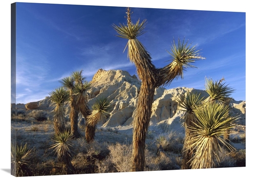 Global Gallery GCS-396430-3040-142 30 x 40 in. Joshua Trees in Red Roc
