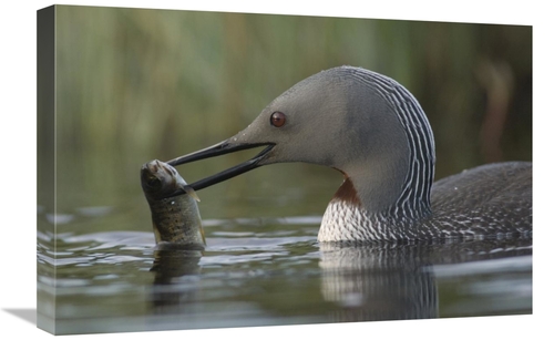 Global Gallery GCS-451935-1624-142 16 x 24 in. Red-Throated Loon with 