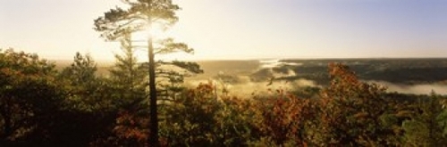 Panoramic Images PPI124535L Forest in autumn at sunset  Ottawa Nationa