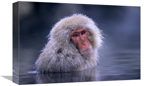 Global Gallery GCS-453601-1218-142 12 x 18 in. Japanese Macaque Adult 