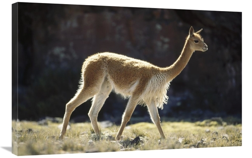 Global Gallery GCS-451264-2436-142 24 x 36 in. Vicuna Male on Lookout 