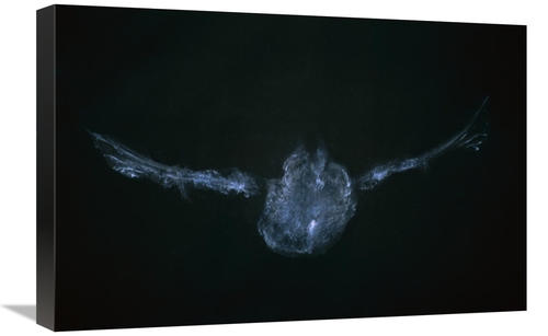 Global Gallery GCS-397376-1624-142 16 x 24 in. Eastern Screech Owl Pow