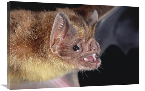 Global Gallery GCS-397231-2436-142 24 x 36 in. Vampire Bat Portrait&#4