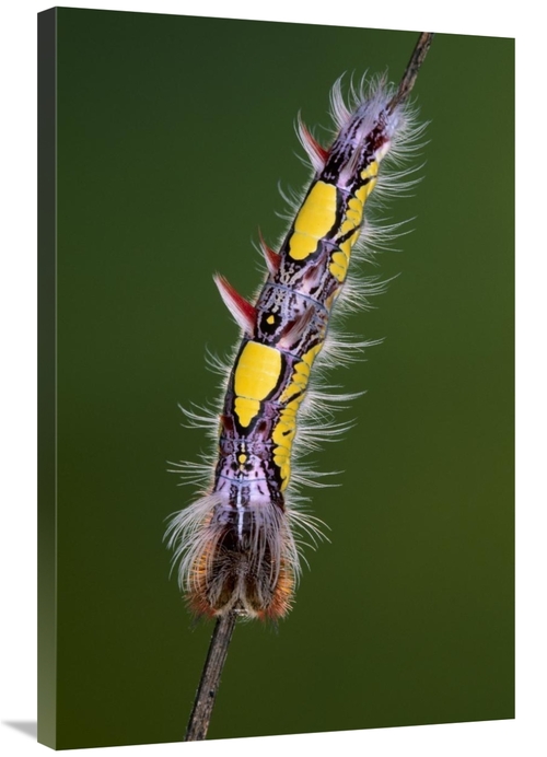 Global Gallery GCS-453599-2436-142 24 x 36 in. Blue Morpho Butterfly&#