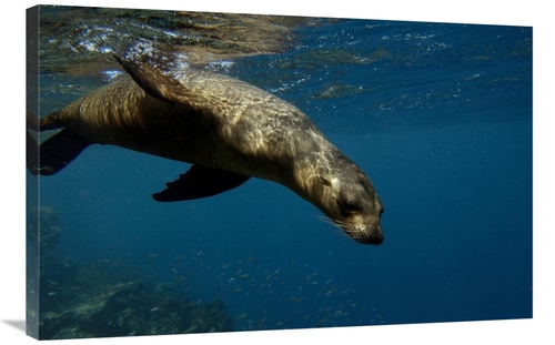 Global Gallery GCS-453049-2436-142 24 x 36 in. Galapagos Sea Lion Swim