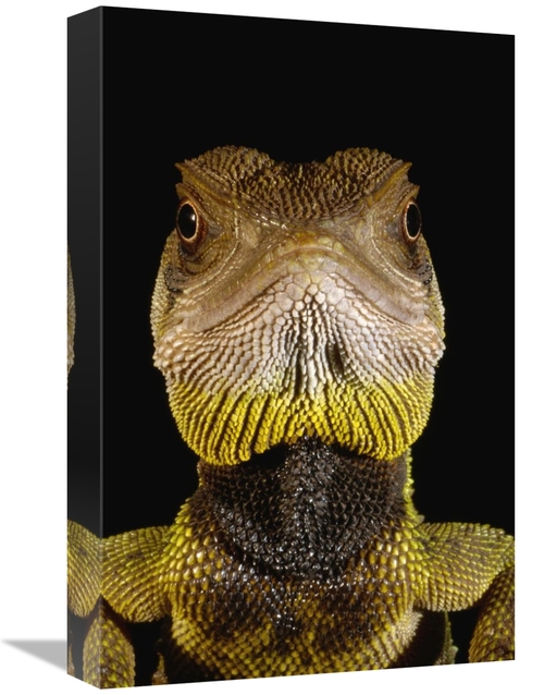 Global Gallery GCS-453197-1218-142 12 x 18 in. Bocourts Dwarf Iguana P