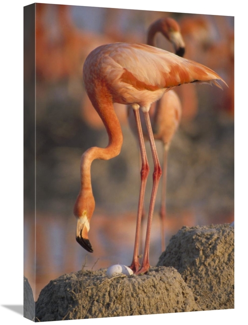 Global Gallery GCS-452872-1624-142 16 x 24 in. Greater Flamingo with E