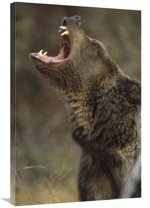 Global Gallery GCS-396045-2436-142 24 x 36 in. Grizzly Bear Calling