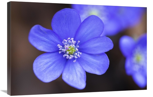 Global Gallery GCS-398473-2436-142 24 x 36 in. European Liver Leaf Flo