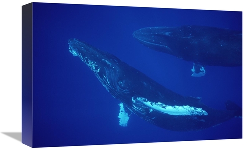 Global Gallery GCS-450786-1218-142 12 x 18 in. Humpback Whale Friendly
