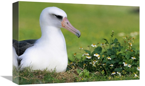 Global Gallery GCS-451419-1218-142 12 x 18 in. Laysan Albatross Nestin