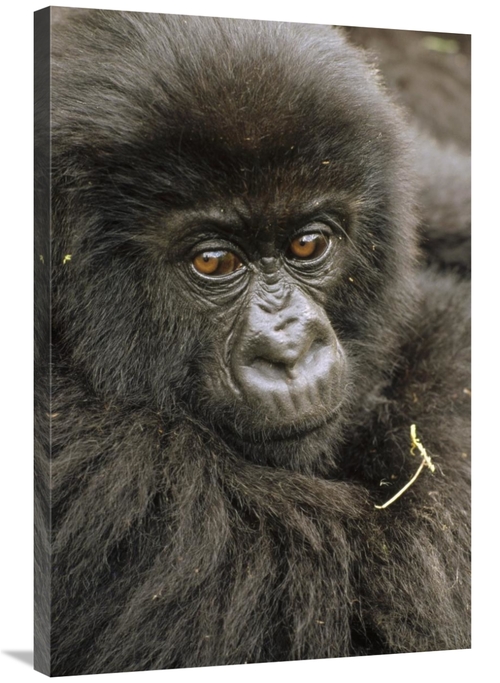 Global Gallery GCS-452787-2436-142 24 x 36 in. Mountain Gorilla Juveni