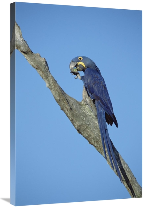 Global Gallery GCS-451468-2436-142 24 x 36 in. Hyacinth Macaw in Tree&