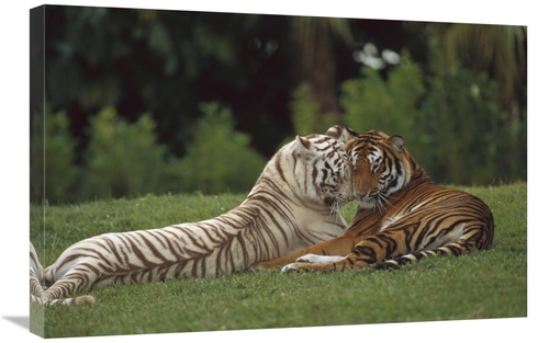 Global Gallery GCS-398532-2030-142 20 x 30 in. Bengal Tiger Affectiona
