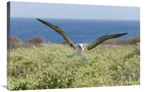 Global Gallery GCS-395612-2436-142 24 x 36 in. Blue-Footed Booby Landi