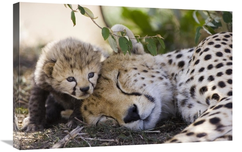 Global Gallery GCS-395831-2030-142 20 x 30 in. Cheetah Mother & Seven 