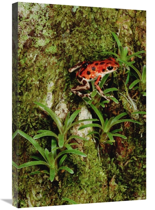 Global Gallery GCS-450754-2030-142 20 x 30 in. Strawberry Poison Dart 