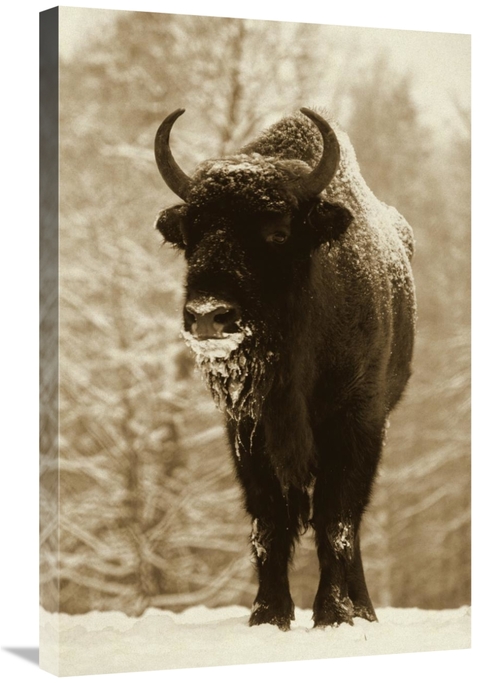 Global Gallery GCS-398245-2030-142 20 x 30 in. European Bison or Wisen