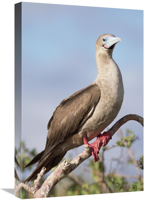Global Gallery GCS-451558-1624-142 16 x 24 in. Red-Footed Booby in Pal