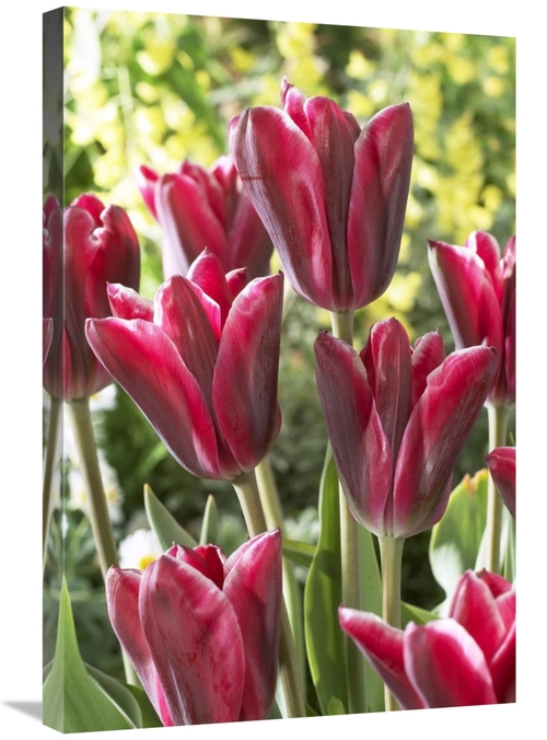 Global Gallery GCS-398380-2030-142 20 x 30 in. Tulip Adriaan Dominique