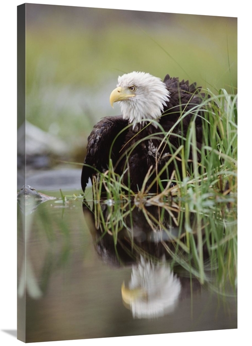 Global Gallery GCS-396645-2436-142 24 x 36 in. Bald Eagle with Reflect