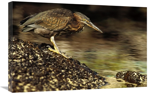 Global Gallery GCS-452859-2030-142 20 x 30 in. Lava Heron Fishing Alon