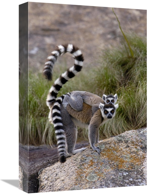 Global Gallery GCS-453247-1218-142 12 x 18 in. Ring-Tailed Lemur Mothe