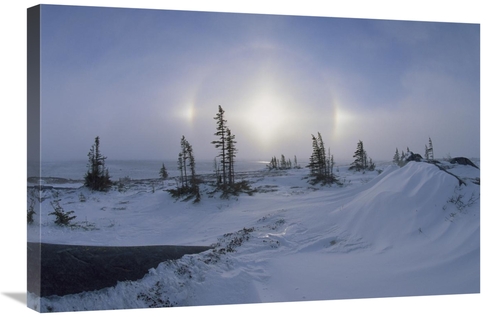 Global Gallery GCS-452634-2030-142 20 x 30 in. Spruce Forest in Snow w