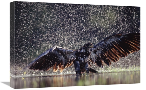 Global Gallery GCS-396616-1624-142 16 x 24 in. Bald Eagle Juvenile Bat