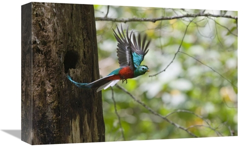 Global Gallery GCS-452696-1218-142 12 x 18 in. Resplendent Quetzal Mal