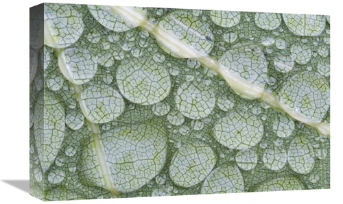 Global Gallery GCS-397607-1218-142 12 x 18 in. Water Droplets on Leaf&