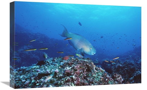 Global Gallery GCS-451243-1624-142 16 x 24 in. Redlip Parrotfish & Cor