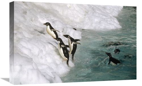 Global Gallery GCS-451284-1624-142 16 x 24 in. Adelie Penguin Group Le