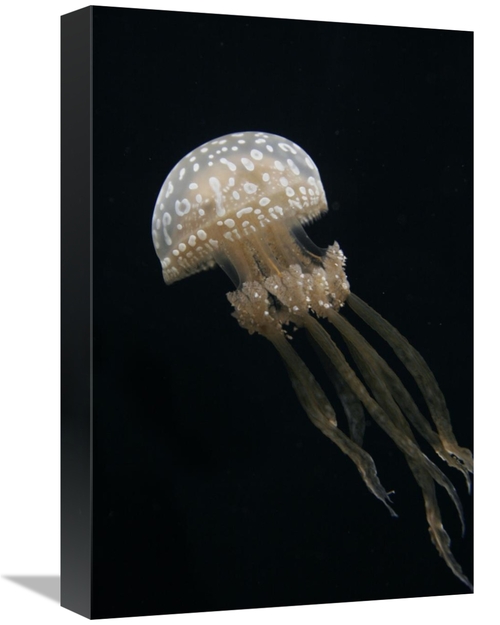 Global Gallery GCS-453576-1218-142 12 x 18 in. Papuan Jellyfish, J