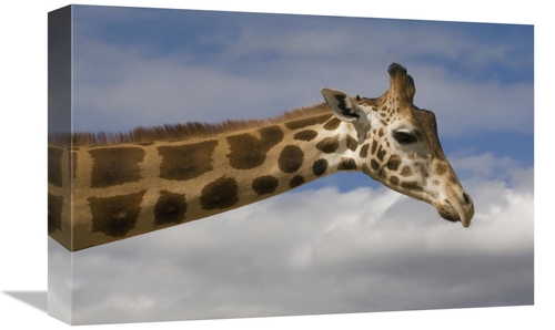 Global Gallery GCS-398142-1218-142 12 x 18 in. Rothschild Giraffe,