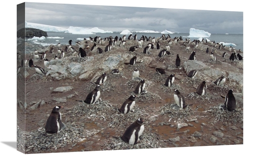 Global Gallery GCS-453005-1624-142 16 x 24 in. Gentoo Penguin Nesting 