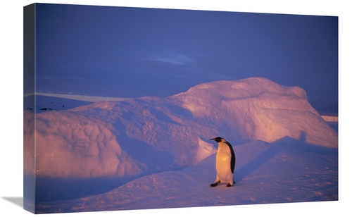 Global Gallery GCS-451122-1624-142 16 x 24 in. Emperor Penguins Tobogg