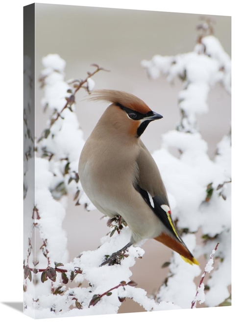 Global Gallery GCS-398267-1624-142 16 x 24 in. Bohemian Waxwing, H