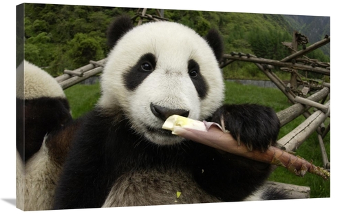 Global Gallery GCS-395888-2436-142 24 x 36 in. Young Panda Learning to