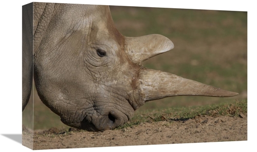 Global Gallery GCS-450866-1218-142 12 x 18 in. Northern White Rhinocer