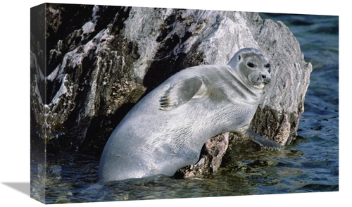 Global Gallery GCS-452492-1218-142 12 x 18 in. Baikal Seal, Lake B