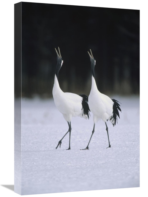 Global Gallery GCS-398531-1624-142 16 x 24 in. Red-Crowned Crane Pair 