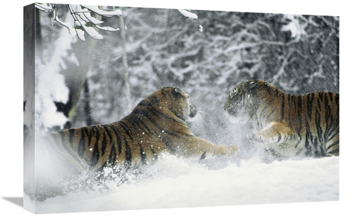 Global Gallery GCS-452329-1624-142 16 x 24 in. Siberian Tiger Pair Pla