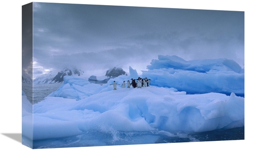 Global Gallery GCS-453007-1218-142 12 x 18 in. Adelie Penguin Group on